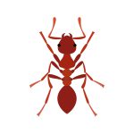 Ants