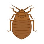 Bed Bugs