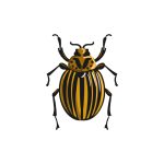 Beetles