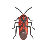 Boxelder Bugs