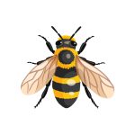 Carpenter Bees