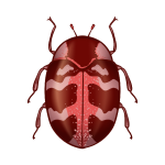 Carpet Beetles
