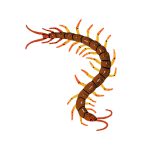 Centipedes
