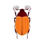 Cigarette Beetles