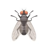 Cluster Flies