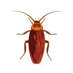 Cockroaches