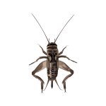 Crickets