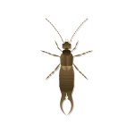 Earwigs