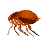 Fleas