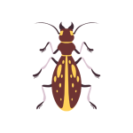 Grain Beetles