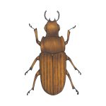 Lesser Grain Borers