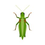 Grasshoppers