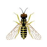 Hornets