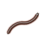 Millipedes