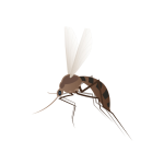 Mosquitoes