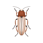 Red Flour Beetles