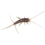 Silverfish