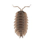 Sowbugs