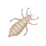 Springtails