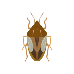Stink Bugs