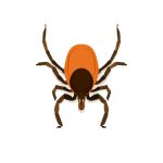 Ticks