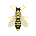 Wasps