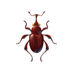 Rice Weevils