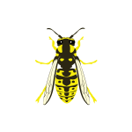 Yellow Jackets